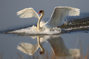 Die größten flugfähigen Vögel der Wetterau sind Höckerschwäne.