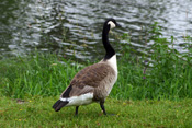 Die Kanadagans ist die größte Gänseart in der Wetterau.