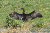 Ein Kormoran trocknet sein Gefieder im Wind.