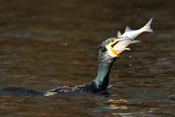 Kormorane gehören inzwischen zu ganzjährigen Nutzern der Wetterauer Fischfauna.