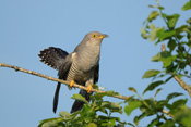 Der Kuckuck ist ein etwa Taubengroßer Vogel, der besonders durch seine Rufe aufmerksamkeit erregt.