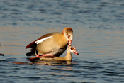 Schon im Februar paaren sich die Nilgänse im Bingenheimer Ried.