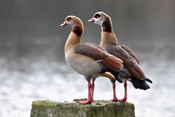 Die Verbreitung der Nilgänse bedroht mittlerweile heimische Arten in ihrem Bestand.