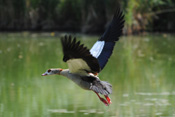 Nilgänse stammen ursprünglich aus Afrika. In der Wetterau sind sie erst spät heimisch geworden.