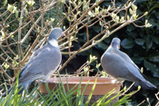 Anfang des Jahres 2020 besucht ein Ringeltauben-Paar die Vogeltränke des Bildautors in dessen Garten.