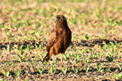 Bei den Rohrweihen sind die Männchen kleiner als die Weibchen.