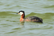 Ein Rothalstaucher, fotografiert am Pfaffensee.