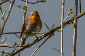 Rotkehlchen gehören zur Familie der Fliegenschnäpper und singen schon am frühen Morgen.