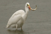 Unter anderem ernähren sich Silberreiher von Fischen. Hier hat ein Silberreiher einen Hecht erbeutet.