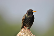 Vor noch nicht allzu langer Zeit waren die Stare noch Zugvögel. Heute sind sie ganzjährig in der Wetterau anzutreffen.