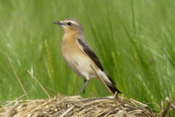 Übersicht der Tierarten im Herzen Hessens.