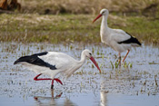 Der Weißstorch war zeitweise ganz aus der Wetterau verschwunden. Heute lebt in der Wetterau eine große Population der stolzen Vögel.