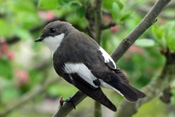 Trauerschnäpper sind Ansitzjäger und nutzen als Höhlenbrüter Nistkästen und Baumhöhlen.