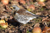 Wacholderdrosseln wurden früher gegessen.