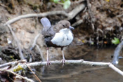 Diese Wasseramsel wurde nahe der Wetterauer Kurstadt Bad Nauheim aufgenommen.