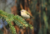 Wintergoldhähnchen bauen Hängenester in Nadelgehölze. Sie sind die kleinsten Vögel der Wetterau.