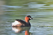 Zwergtaucher besitzen keine Schwimmhäute, sondern paarige Schwimm-Lappen an den Zehen.