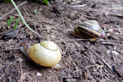 Die Garten-Bänderschnecke kommt in der Wetterau in vielen Gehäusevarianten vor.