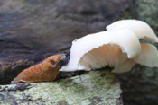 Rote Wegschnecken ernähren sich meist von frischen Pflanzen und Pilzen.