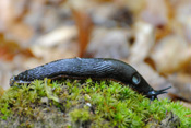 Während bei der roten Wegschnecke auch schwarze Exemplare vorkommen, ist die schwarze Wegschnecke ausschließlich dunkel gefärbt.