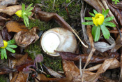 Ein Kalkdeckel schützt die Weinbergschnecken während der Winterruhe vor Austrocknung.