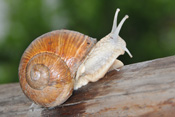 Die bei uns in der Wetterau vorkommenden Weinbergschnecken sind eine geschützte Art und dürfen der Natur nicht entnommen werden.